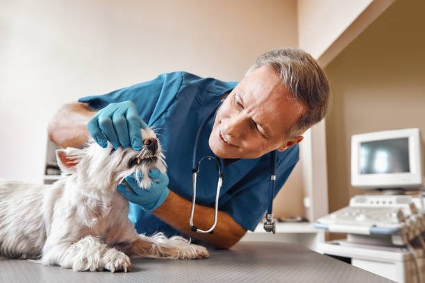 Best Pediatric Emergency Dentist in Locust Valley, NY